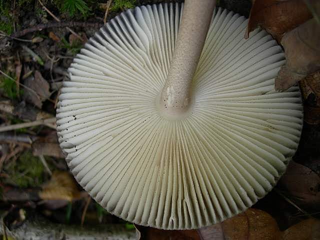 Amanita  battarrae  (Boud.)  Bon